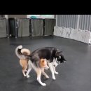 숙희네 개집 이미지