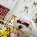 꼬숩당개 이미지