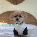 멍'블랑 | 스페인마을라스블랑카스펜션 가평 애견동반가평펜션 내돈내산 솔직방문후기