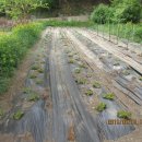 영민농장2 이미지