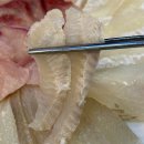 울산정자참가자미 | 울산횟집 정자참가자미에서 힐링후기