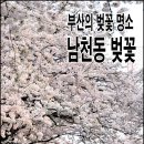 [부산여행] 부산 아름다운길 남천동 벚꽃터널길 이미지