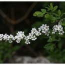 3월 13일 조팝나무 (Bridal wreath) 이미지