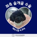 언제나동물병원 이미지