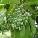 굴거리나무(대극과)열매-2011.07.31 이미지