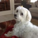 꼬동이네 이미지