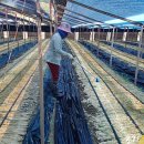 금계농장2 이미지