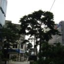 가로수 - 남동구 앵고개로948번길 54 | 가로수