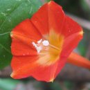 Glory Star 이미지