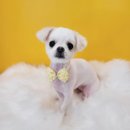 디오펫샵 이미지