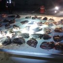 동해-단속-34 이미지