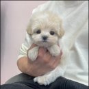 마마스미독 강아지 분양 김해점 이미지