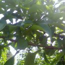 청운 농장 이미지