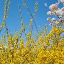 롯데리아안양관양점 이미지