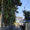 팔공산올레길 7코스 | 제주 올레길 7코스 산책 후기