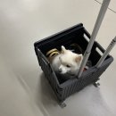 츄츄펫 CHUCHU PET | 2023 일산 케이 펫 페어 K-PET FAIR 메가주 상반기 방문 후기