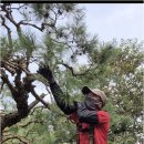 에이스조경 - 진도군 만길안길 72-3 | 에이스조경