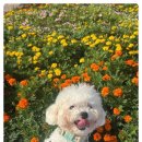 포근멍 애견 유치원 이미지