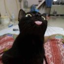 LOVELY CAT 이미지