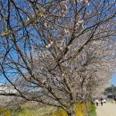 성북2리마을회관 | 당진 순성 벚꽃길 벚꽃축제 당진 여행 4월 가볼만한곳