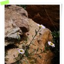 벌과나비, 그리고 내가 구절초 꽃향기에 취해버린날... 이미지