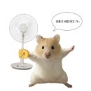 디오디션