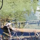 오리한마리 이미지