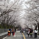 &#39;양산의 봄&#39;···원동미나리축제·물금벚꽃축제 열린다 이미지