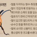 벌떼둥지 이미지