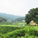 베뉴지 cc Daum카페