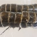 소풍김밥 이미지