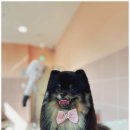 부산애견 이미지