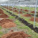 김옥성농장 이미지