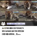 라쿤솜사탕