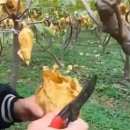 신바람과일 이미지