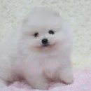 은아애견농장 이미지