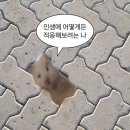 선화로1길 이미지