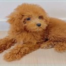 애견천국 이미지