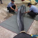 동해-단속-28 이미지
