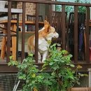 지리산하늘과바람과별과개 이미지