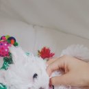 앙쥬르펫살롱 이미지