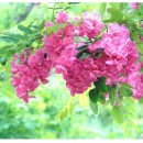 플룻 (A) 이미지