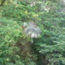 날아가던 새가 부엌 창문에 충돌 & 잡다한 사는 이야기 이미지