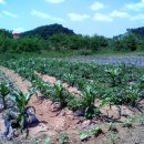 문바위농장 이미지