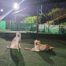 애견운동공원(하절기) 이미지