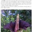 시체화(屍體花, , 학명: Amorphophallus titanum)또는 타이탄 아룸(titan arum) 이미지