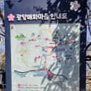 산마을길31 | 3월 꽃구경 명소 전라도 광양 매화축제 매화마을 주차장 셔틀버스 지도