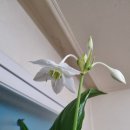 유카리스 이미지