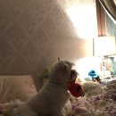 문화동물병원 이미지