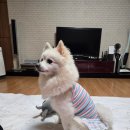 몽드펫 | 전설의 쇼핑 하울 - 드몽드펫 강아지옷 구매 후기